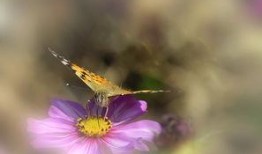 秋道蝶蝶最新爆料,最新爆料背后的惊人真相