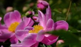 花憩节最新爆料,浪漫花海中的年度狂欢盛宴