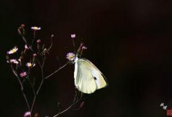 秋道蝶蝶最新爆料,最新爆料背后的惊人真相