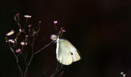 秋道蝶蝶最新爆料,最新爆料背后的惊人真相